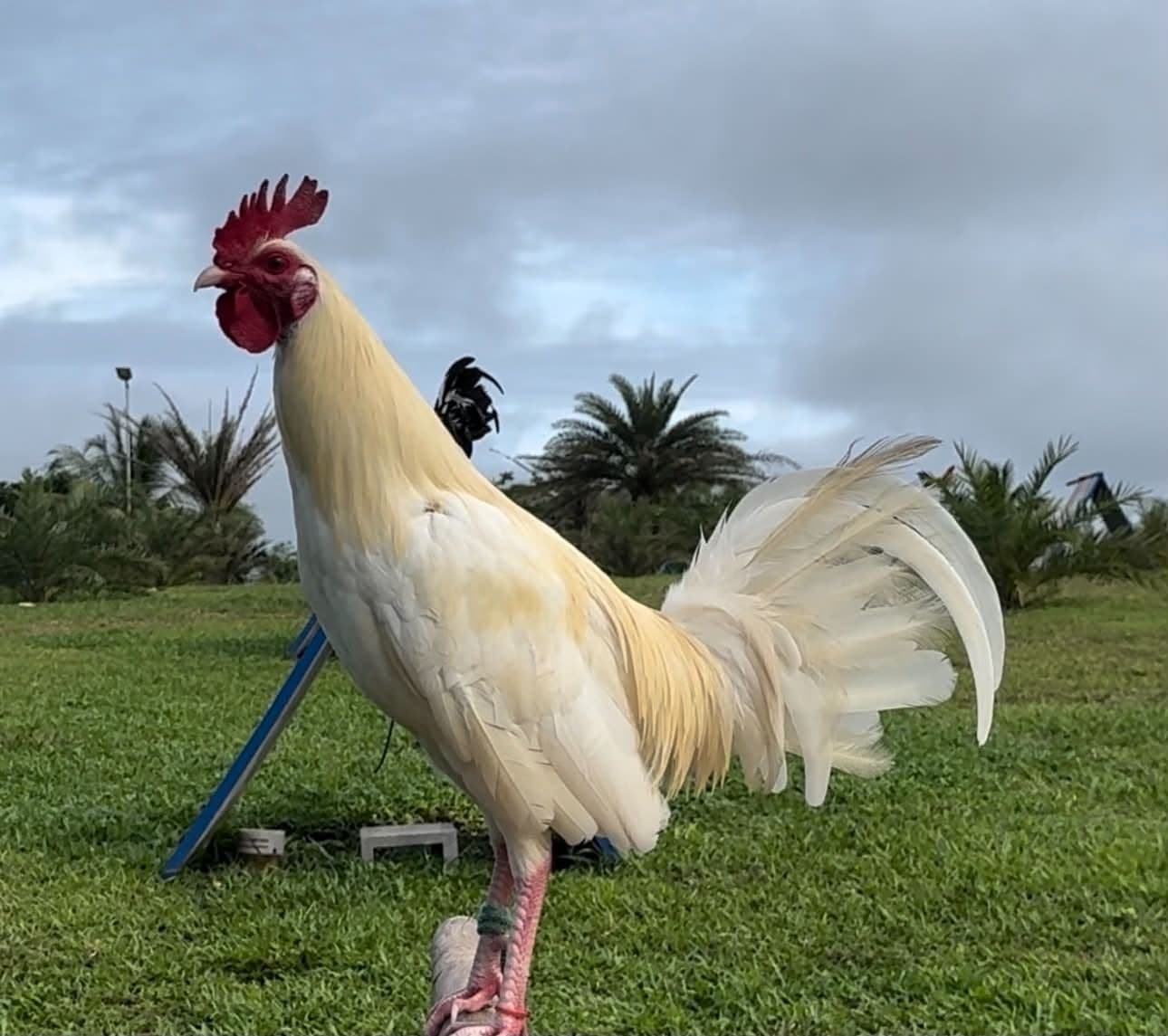 Gamefowl rooster close-up