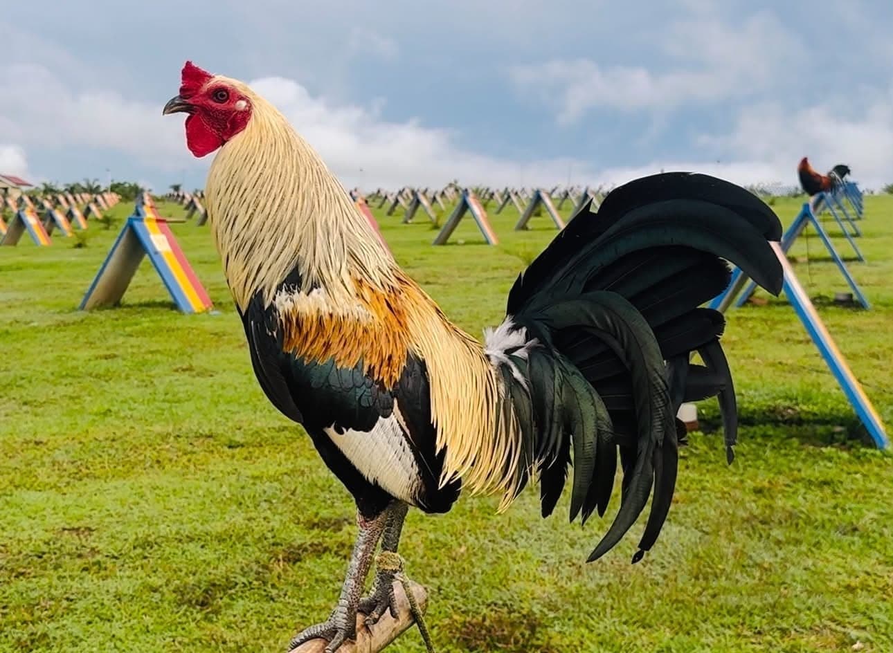 MNE GAMEFARM rooster